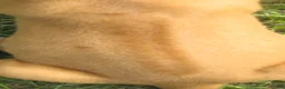 Rhodesian Ridgeback dogs for sale: Rhodesian Ridgeback 6 - Ad 2