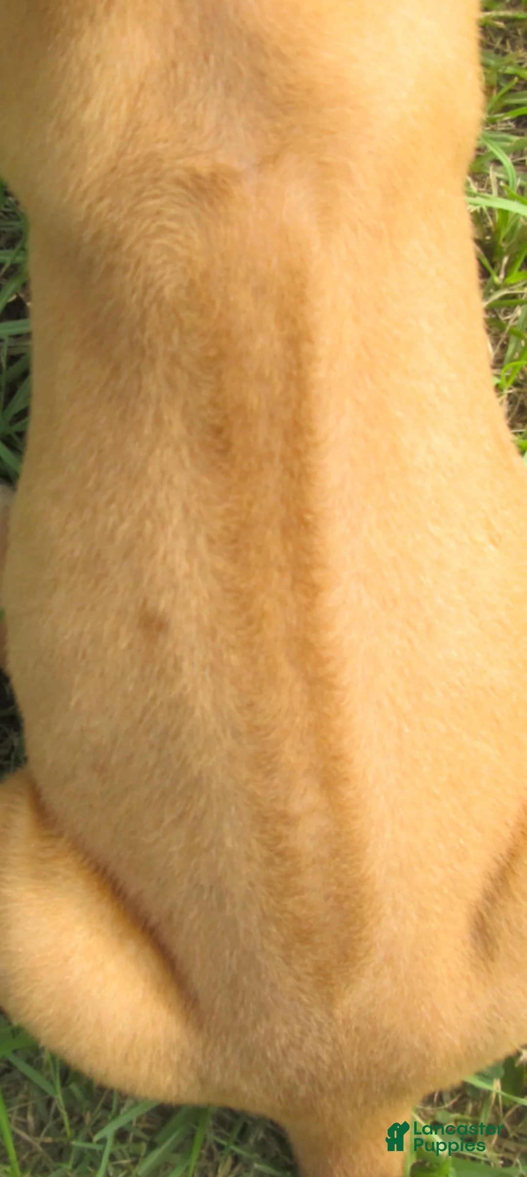 Rhodesian Ridgeback dogs for sale: Rhodesian Ridgeback 6 - Ad 2
