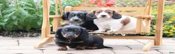 Miniature Dachshund dogs for sale: Snuggles - Ad 4
