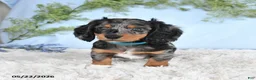 Miniature Dachshund dogs for sale: Hickory - Ad 1