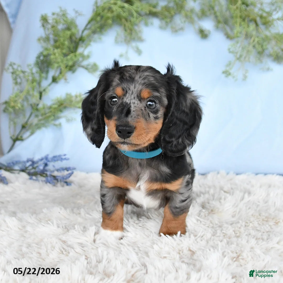 Miniature Dachshund dogs for sale: Hickory - Ad 1