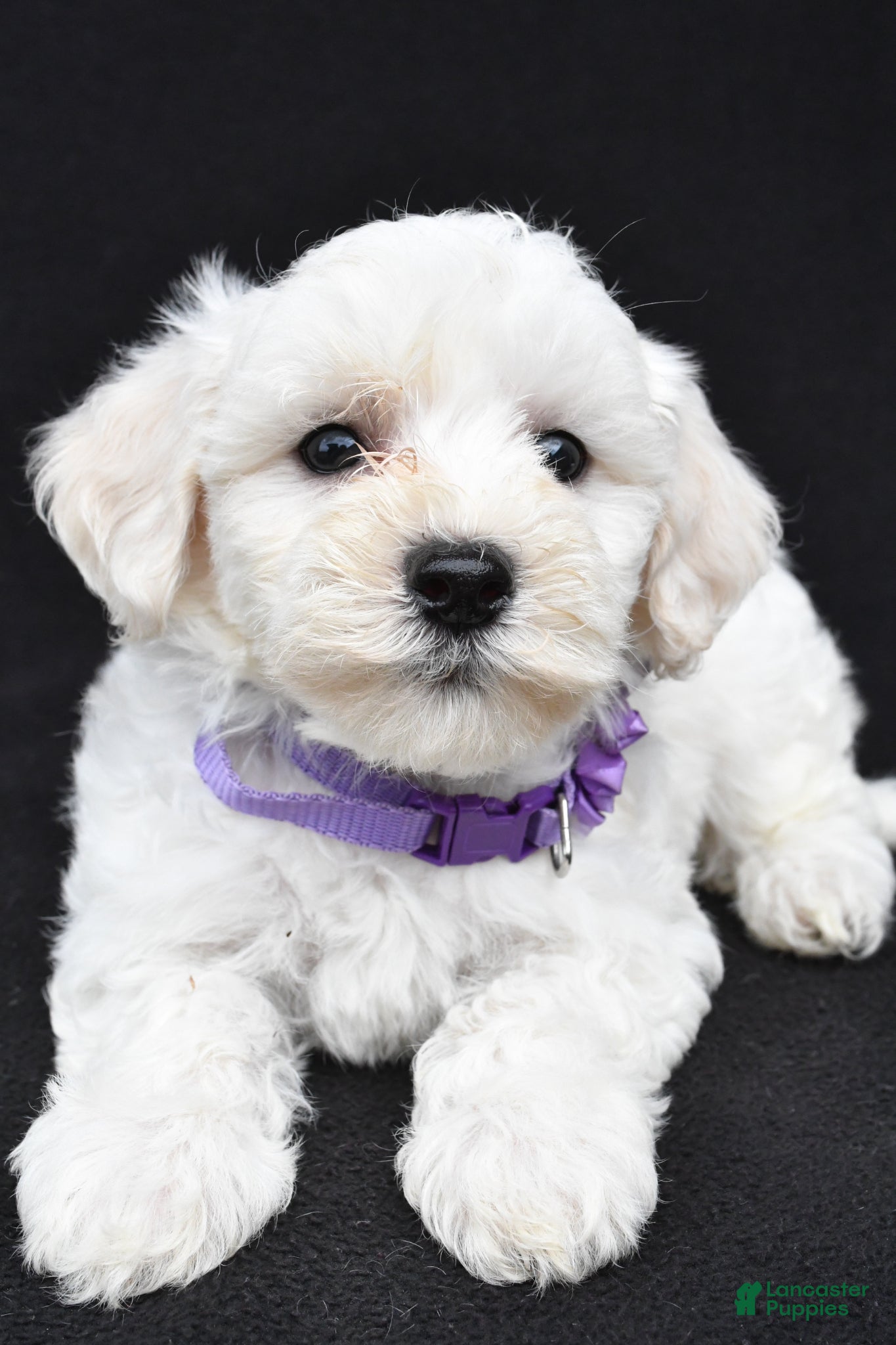Maltipoo dogs Bridget - Ad 1