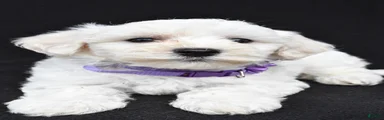 Bridget