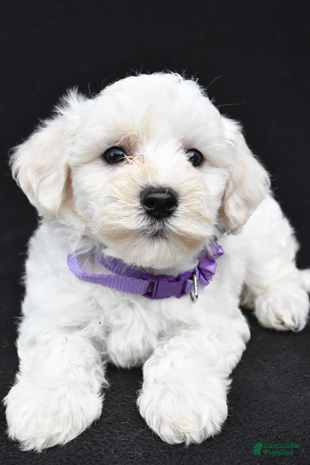 Maltipoo dogs for sale: Bridget - Ad 1