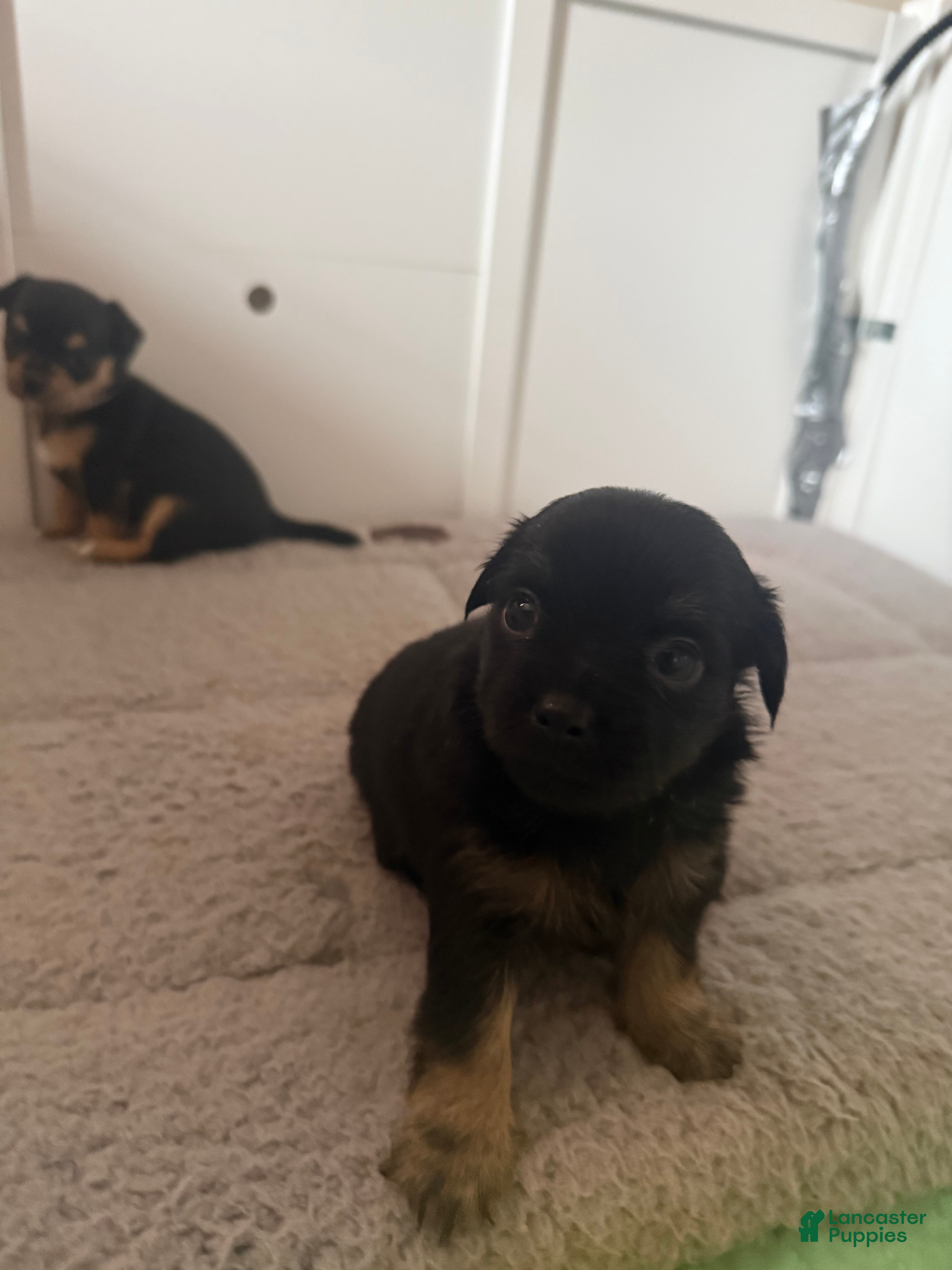 Chihuahua dogs Chihuahua 1 - Ad 2