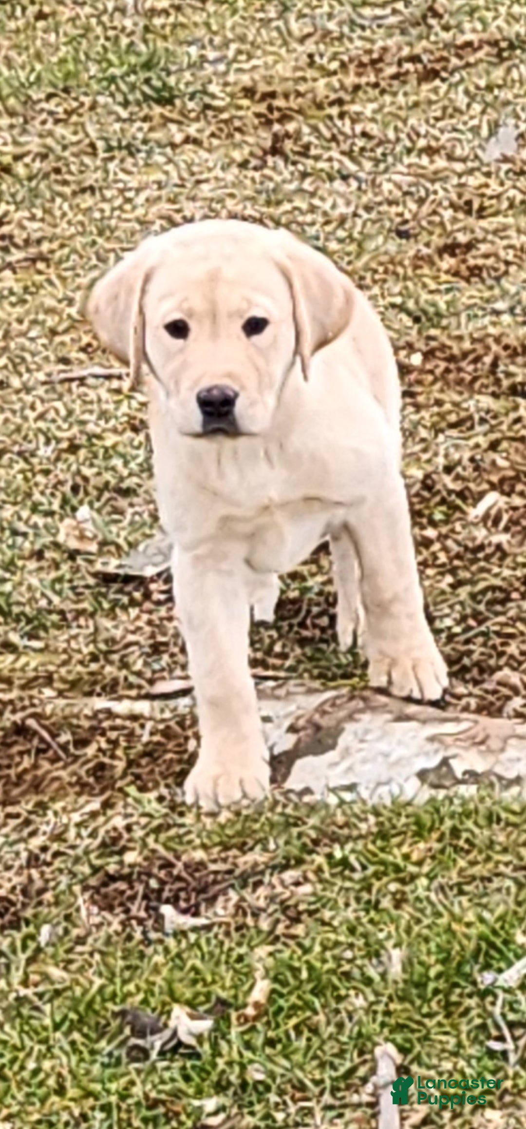 Labrador Retriever dogs Maragold - Ad 8