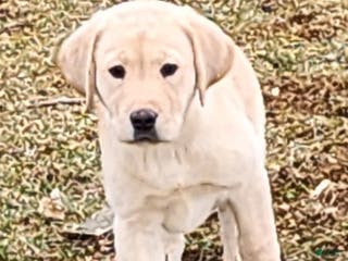 Labrador Retriever dogs Maragold - Ad 8