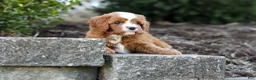Cavapoo dogs for sale: Mickey - Ad 10