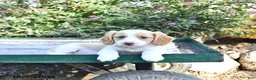 Miniature Dachshund dogs for sale: Kardell - Ad 4