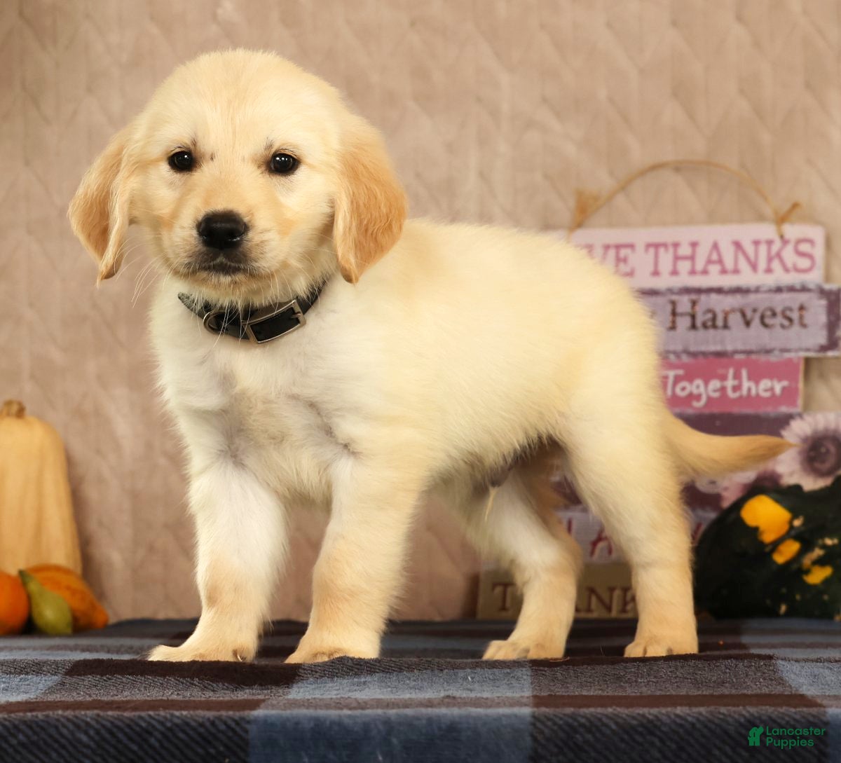 Golden Retriever dogs Glen - Ad 1