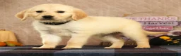 Golden Retriever dogs for sale: Glen - Ad 5