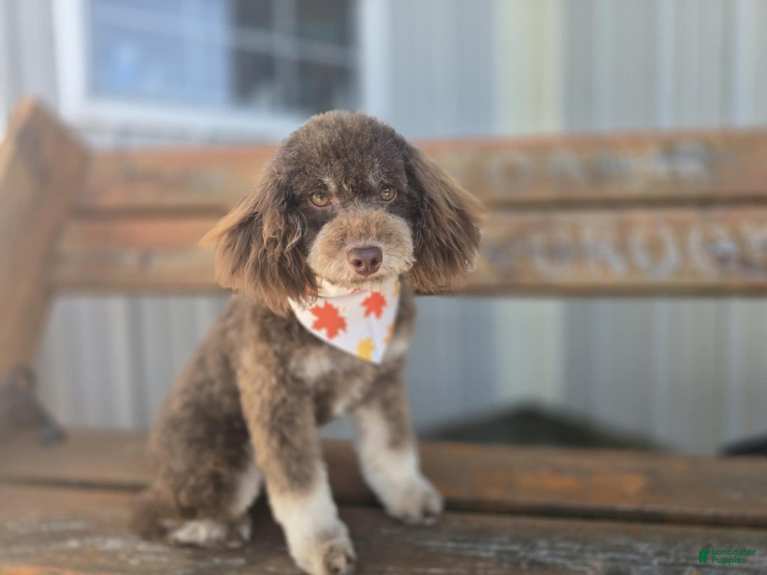 Miniature Poodle dogs for sale: KIRBY - Ad 1