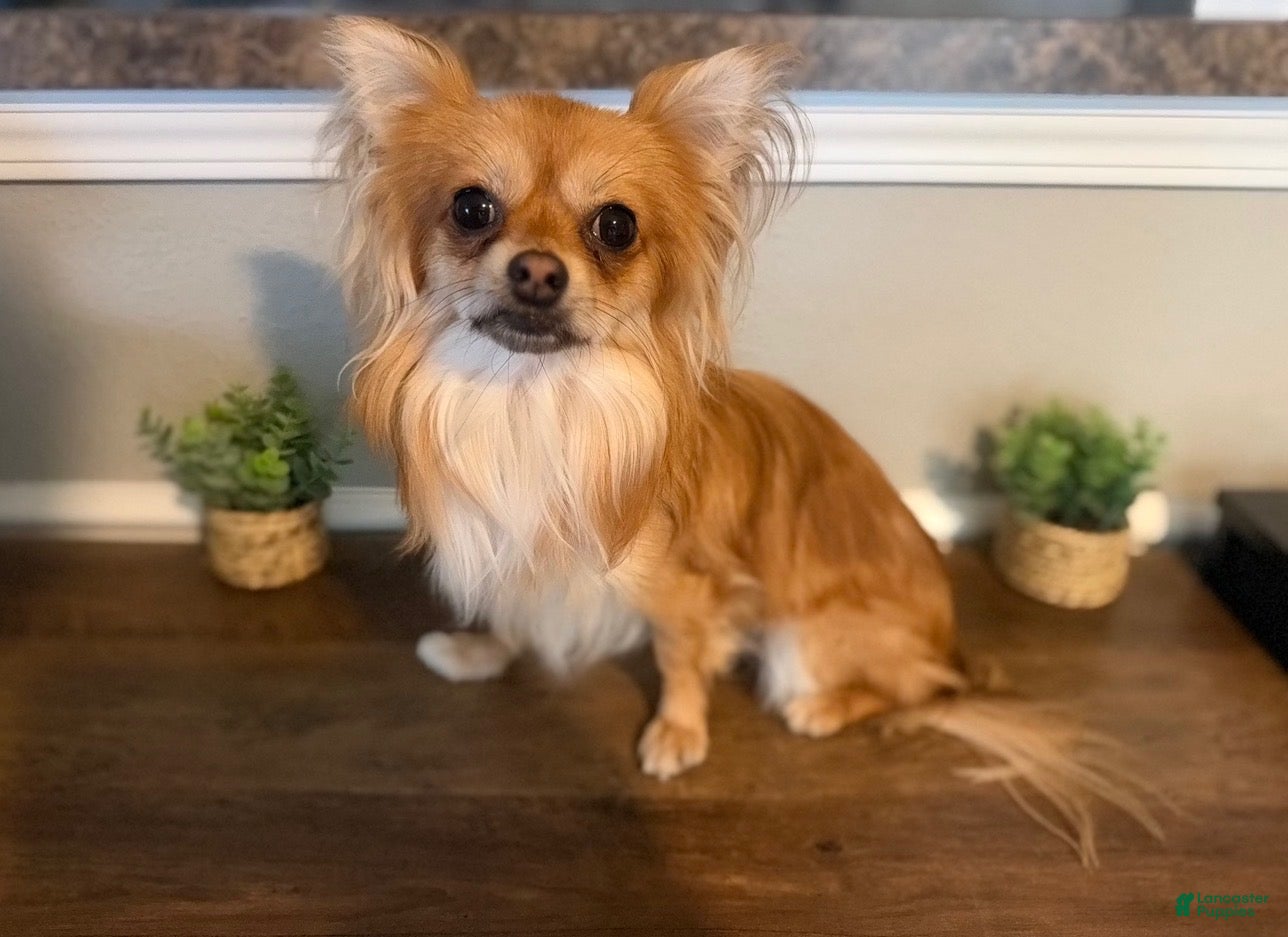 Chihuahua dogs Beau - Ad 2