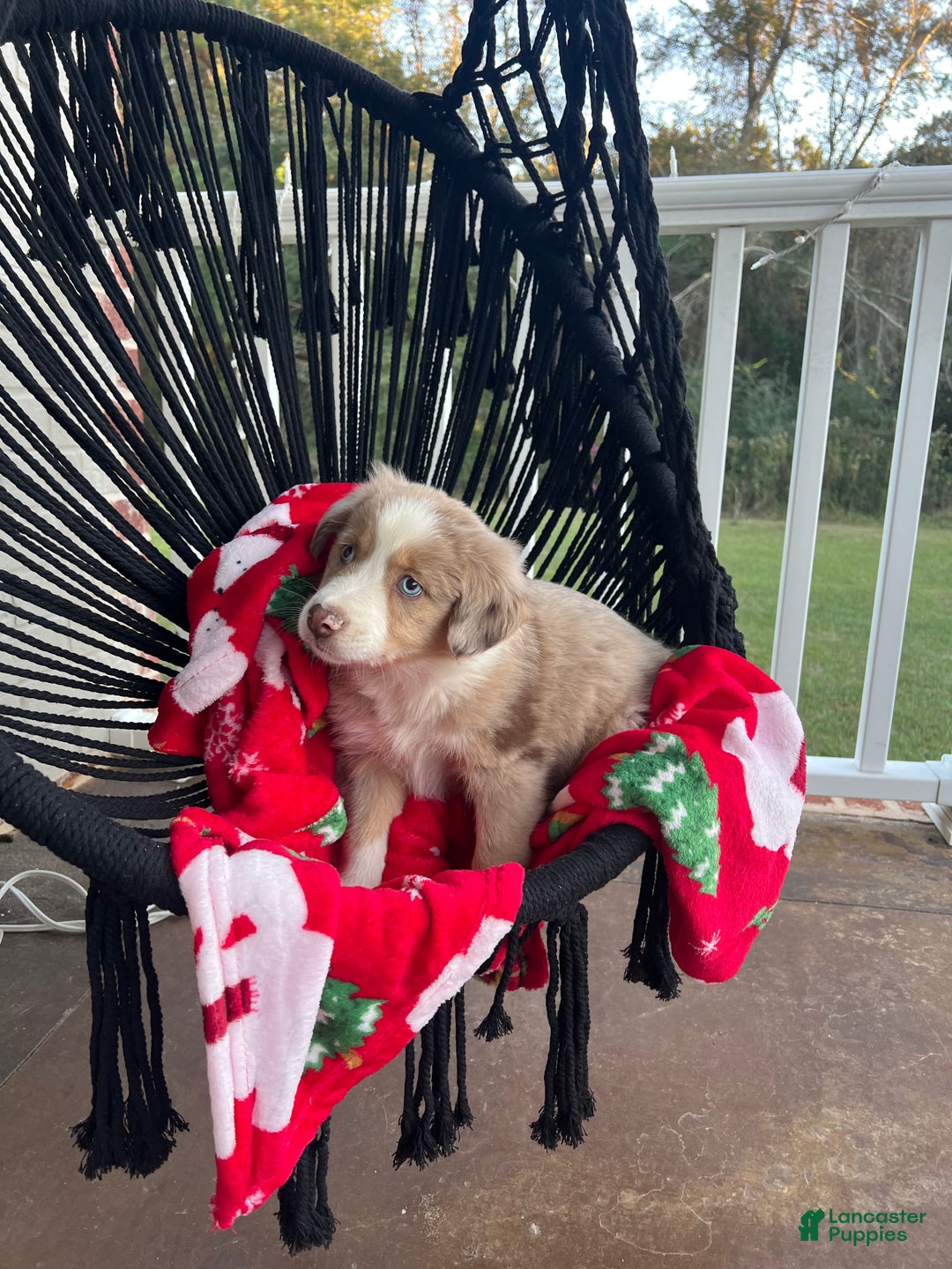 Australian Shepherd dogs for sale: Australian Shepherd Puppy 1 - Ad 2