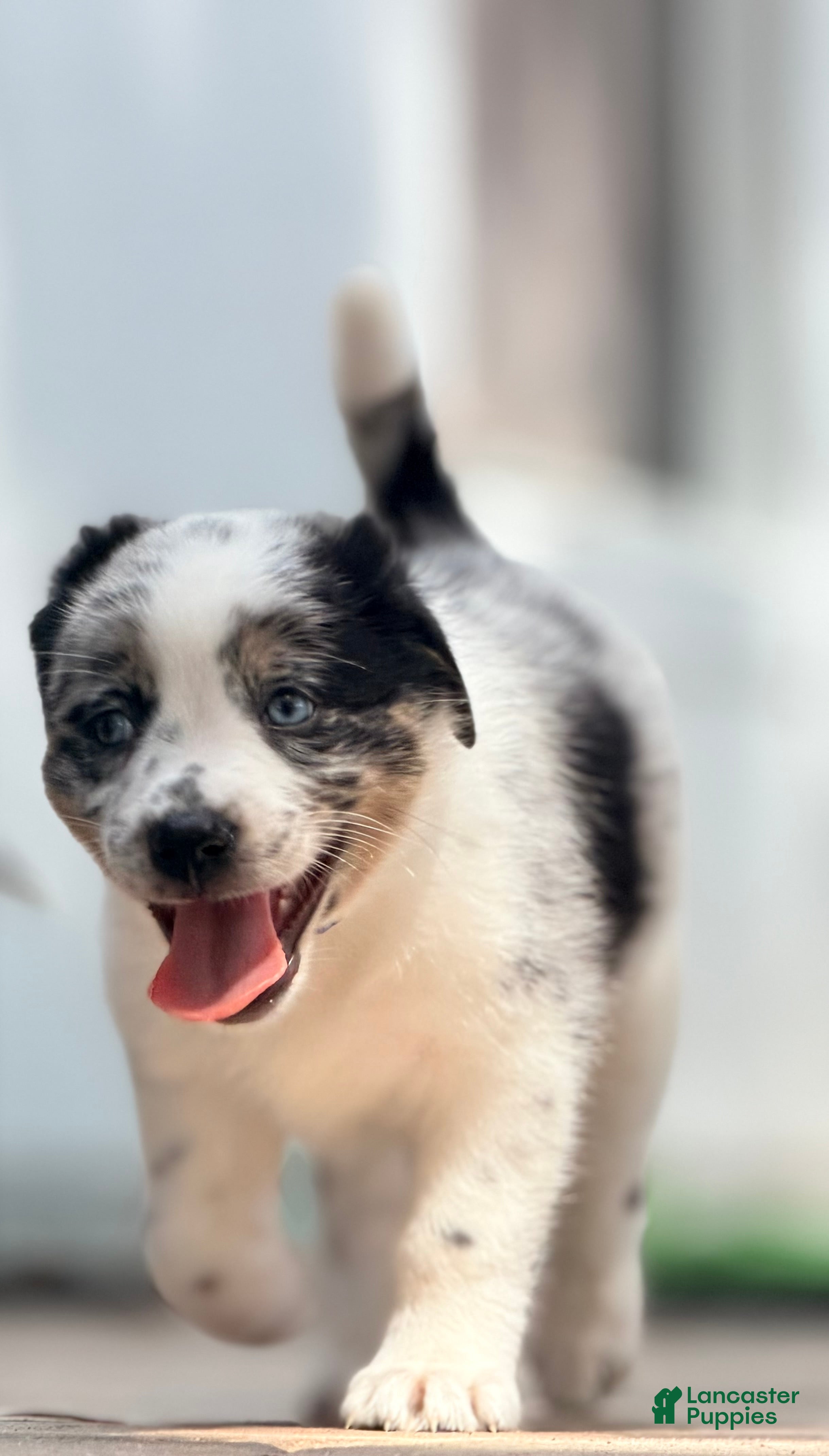 Australian Shepherd dogs Wes - Ad 2