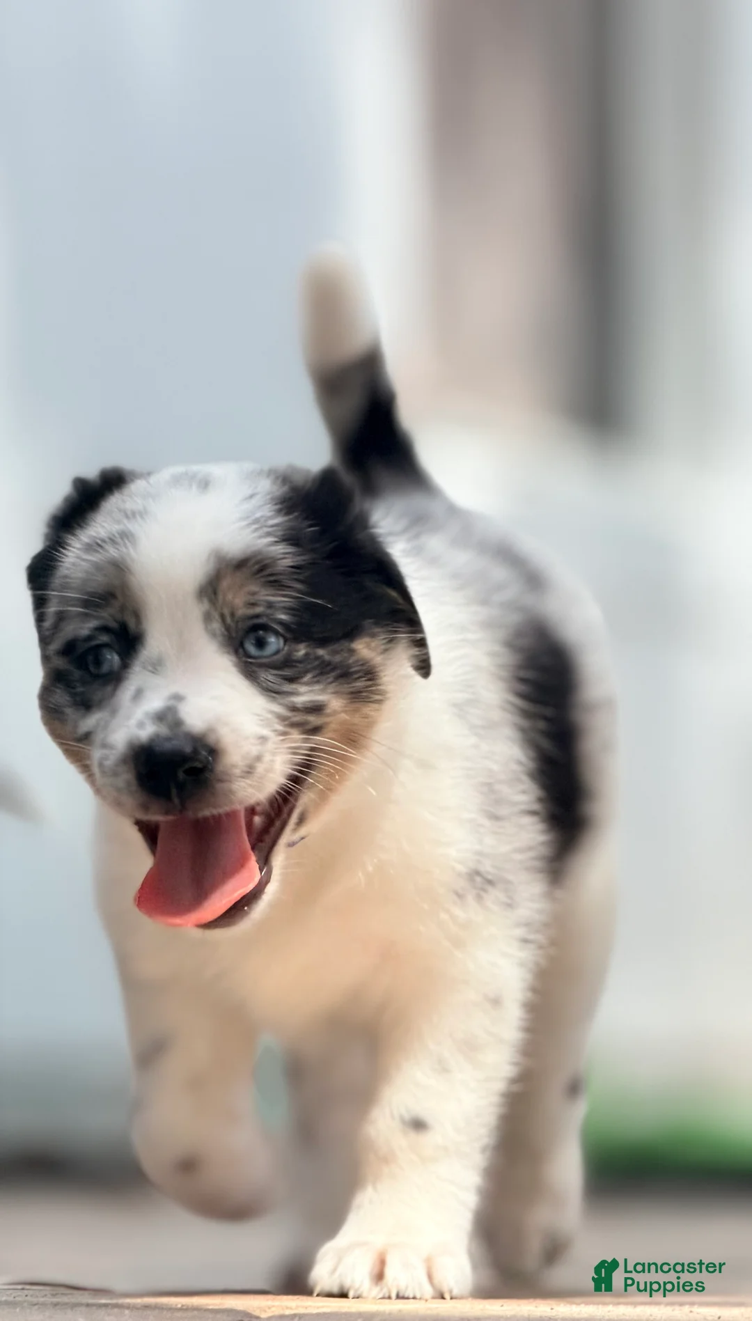 Australian Shepherd dogs for sale: Wes - Ad 2