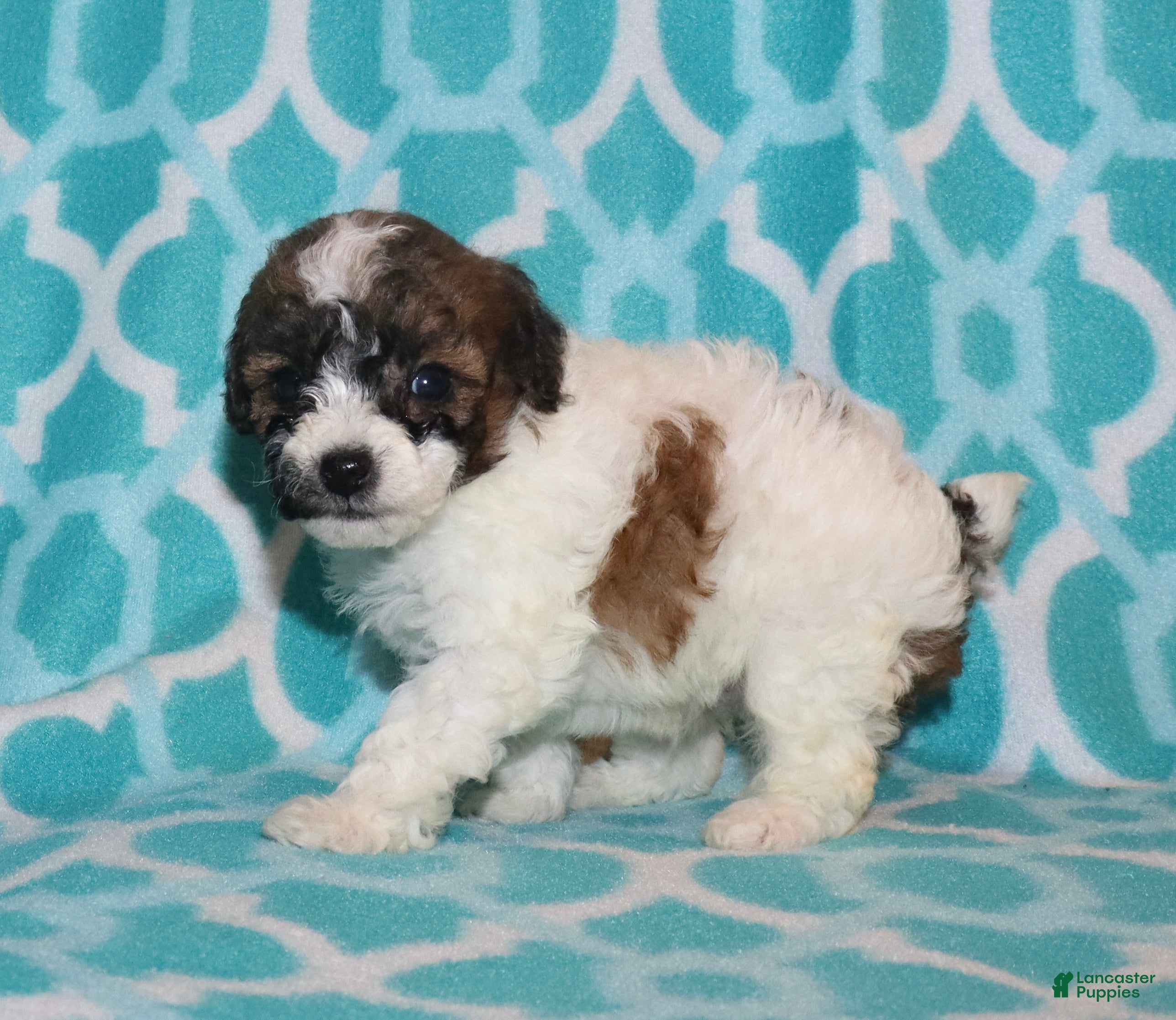 Miniature Poodle dogs Harlee’s Br&W male - Ad 15