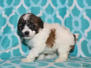 Miniature Poodle dogs Harlee’s Br&W male - Ad 41