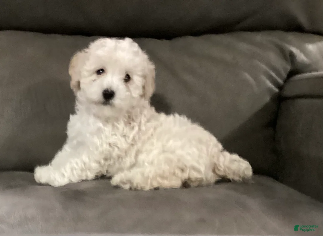 Miniature Poodle dogs for sale: Star - Ad 5