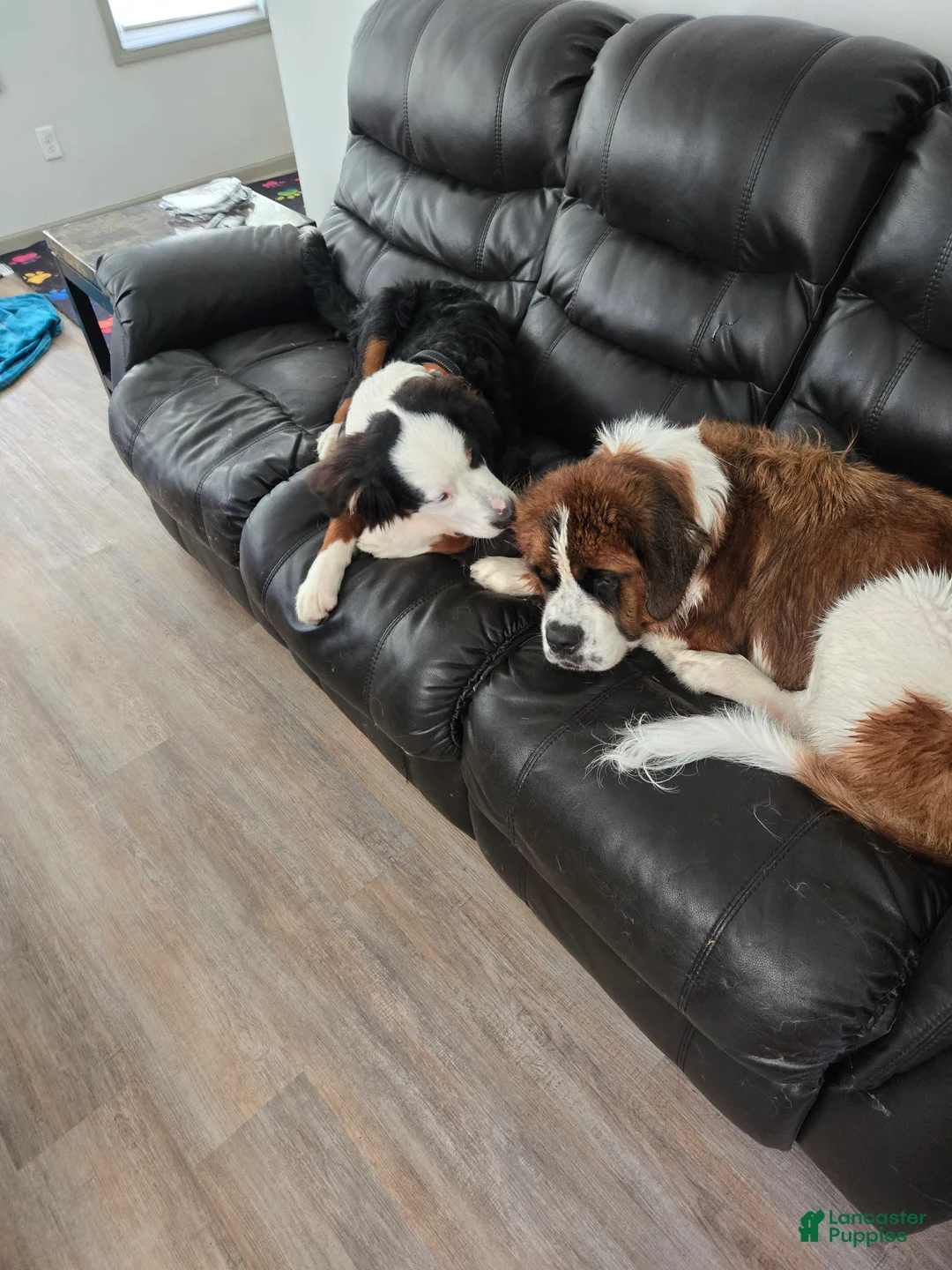 Mixed Breed dogs for sale: Zues - Ad 43