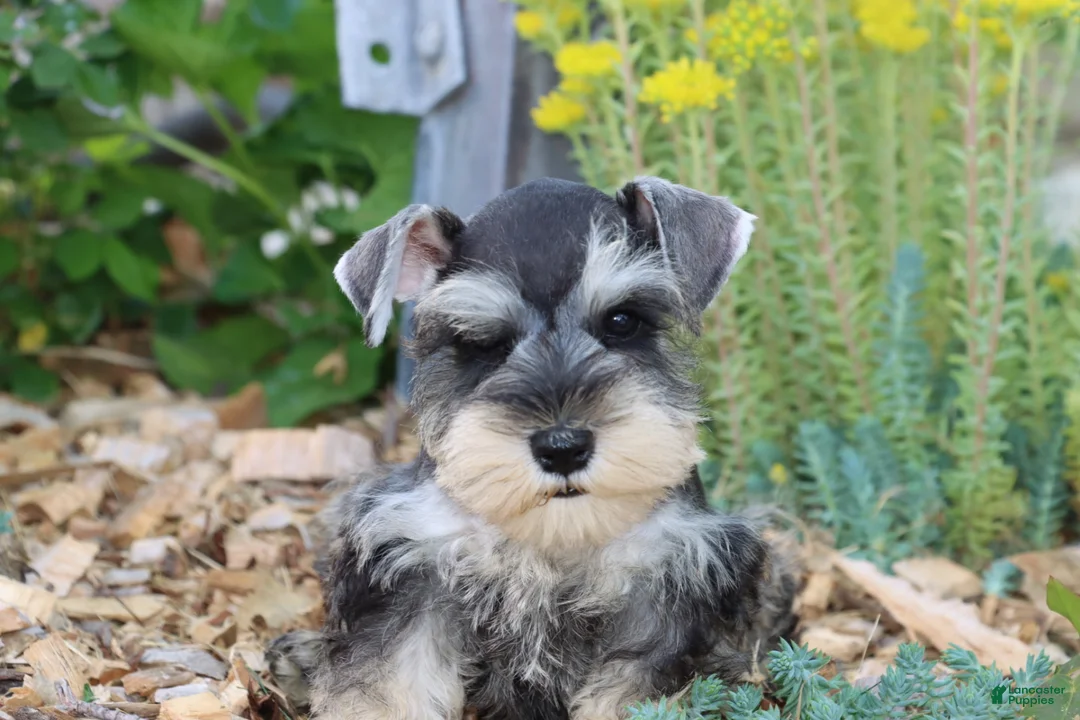 Miniature Schnauzer dogs for sale: Tina - Ad 2