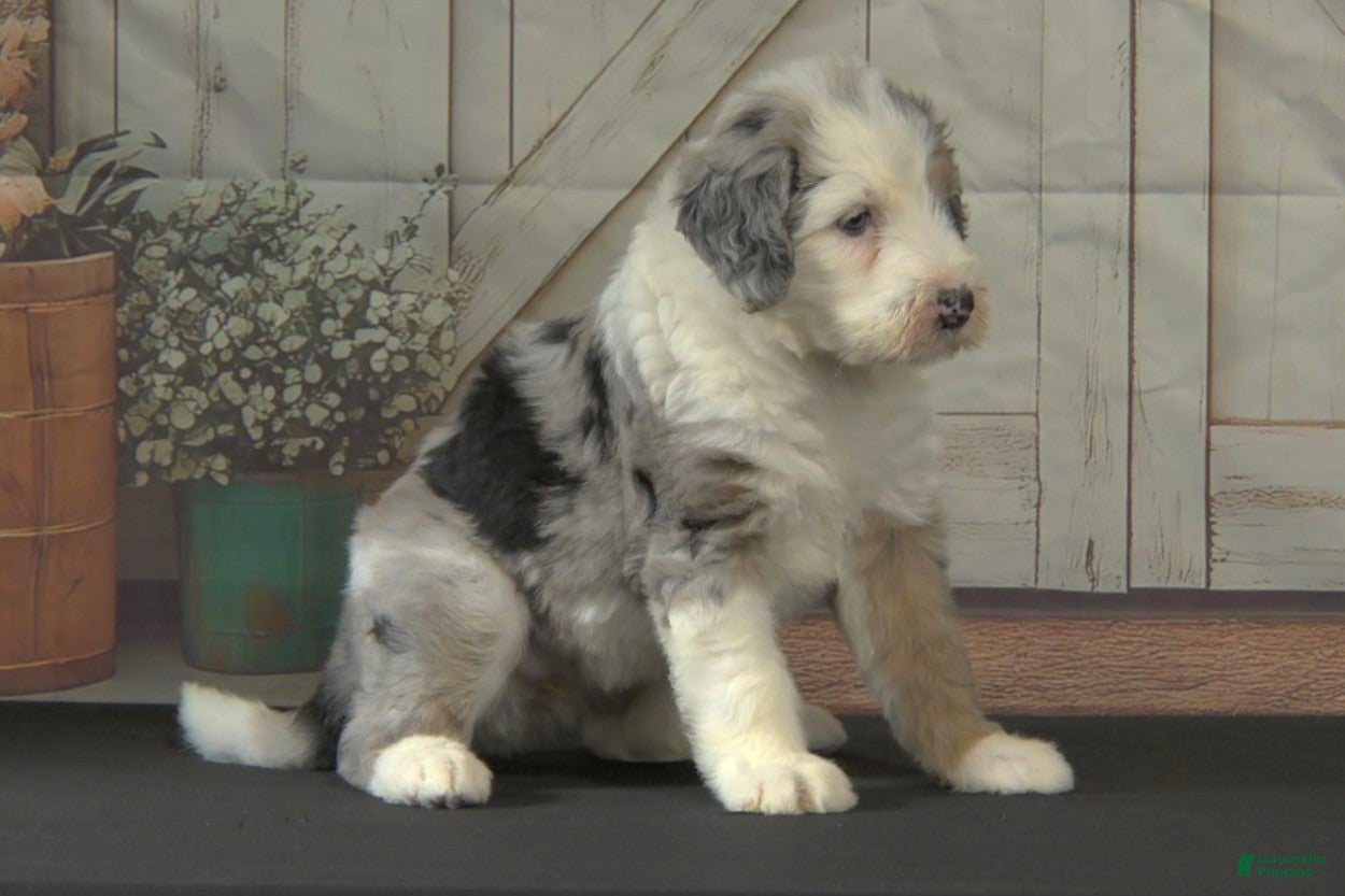 Janie (Sheepadoodle, Female) in Ligonier, IN