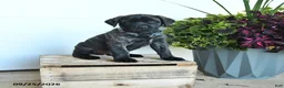 English Mastiff dogs for sale: Charles - Ad 1