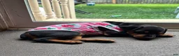 Miniature Pinscher dogs for sale: Miniature Pinscher 2 ( clementine ) - Ad 5