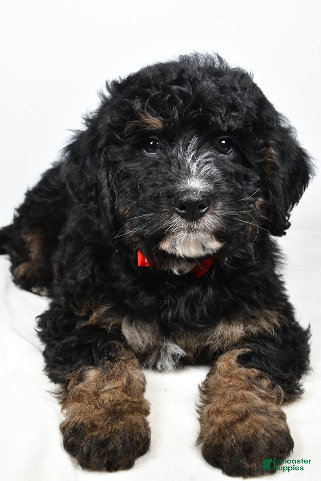 Mini Bernedoodle dogs for sale: Colby - Ad 4