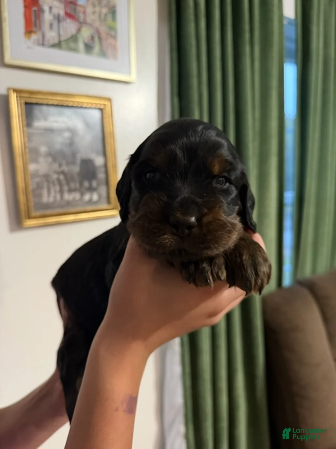 Gordon Setter dogs for sale: Pup 5 - Ad 1