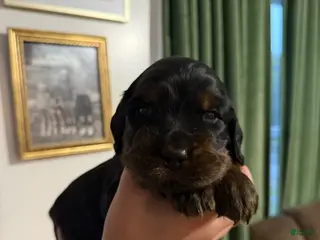 Gordon Setter dogs Pup 5 - Ad 12