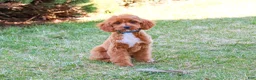 Cavapoo dogs for sale: Beau  - Ad 3