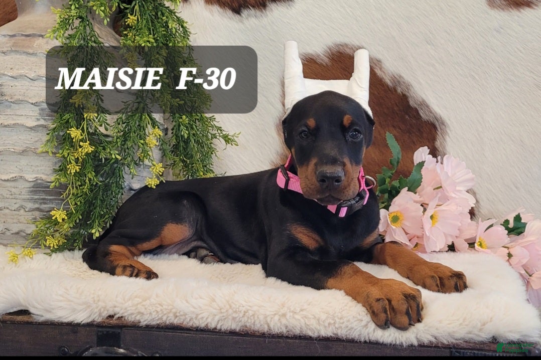 Doberman Pinscher dogs MAISIE  - Ad 42