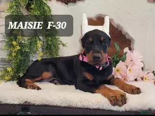 Doberman Pinscher dogs MAISIE - Ad 42