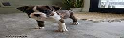 Boxer dogs for sale: Joy - Ad 2
