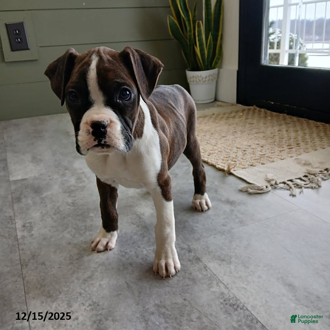 Boxer dogs for sale: Joy - Ad 2