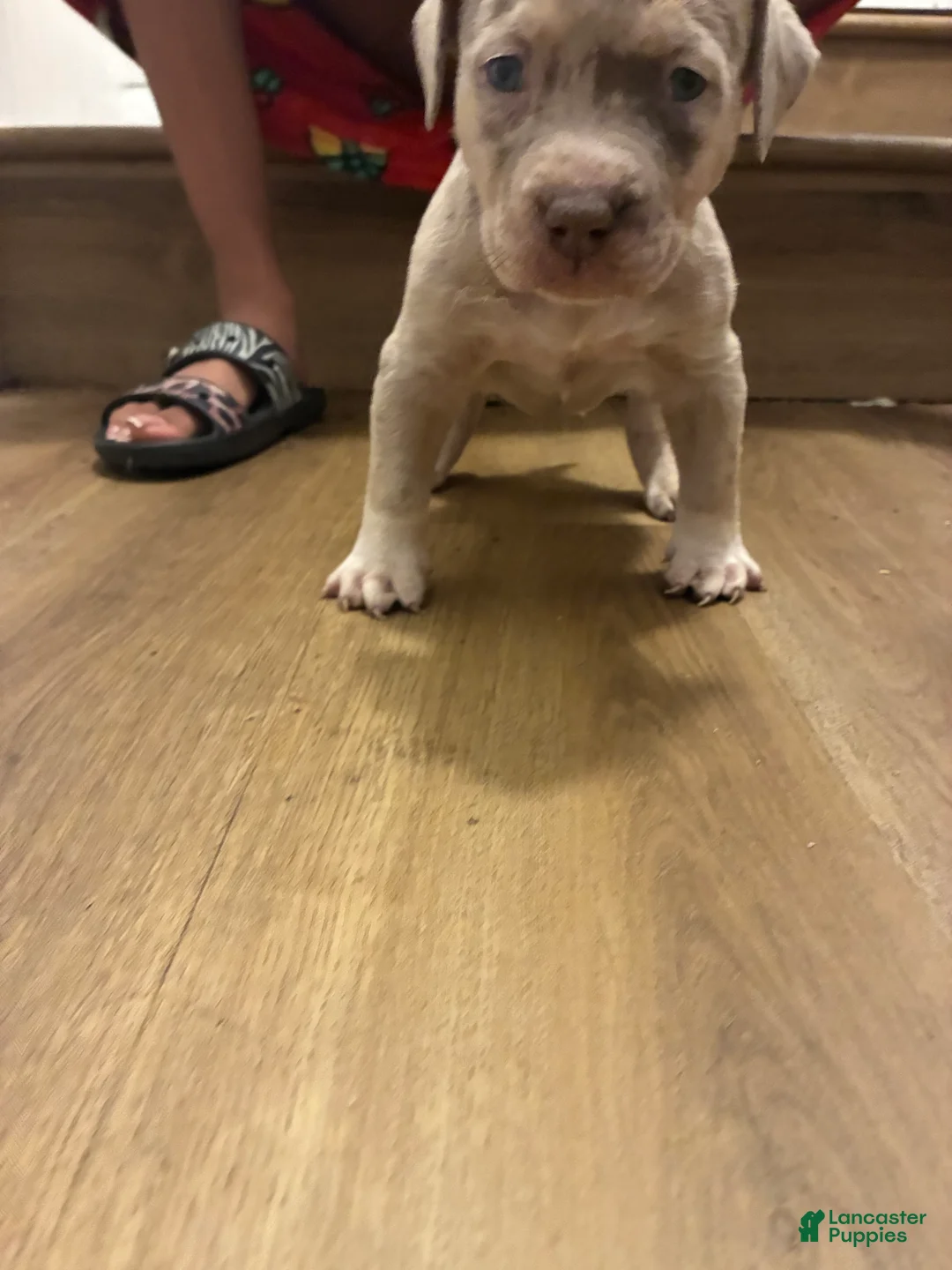 American Bully dogs for sale: American Bully 5 - Ad 6