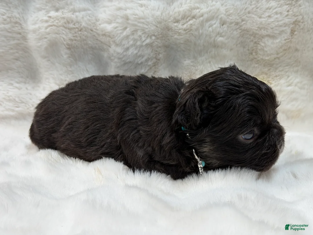 French Bulldog dogs for sale: French Bulldog 2 - Ad 40