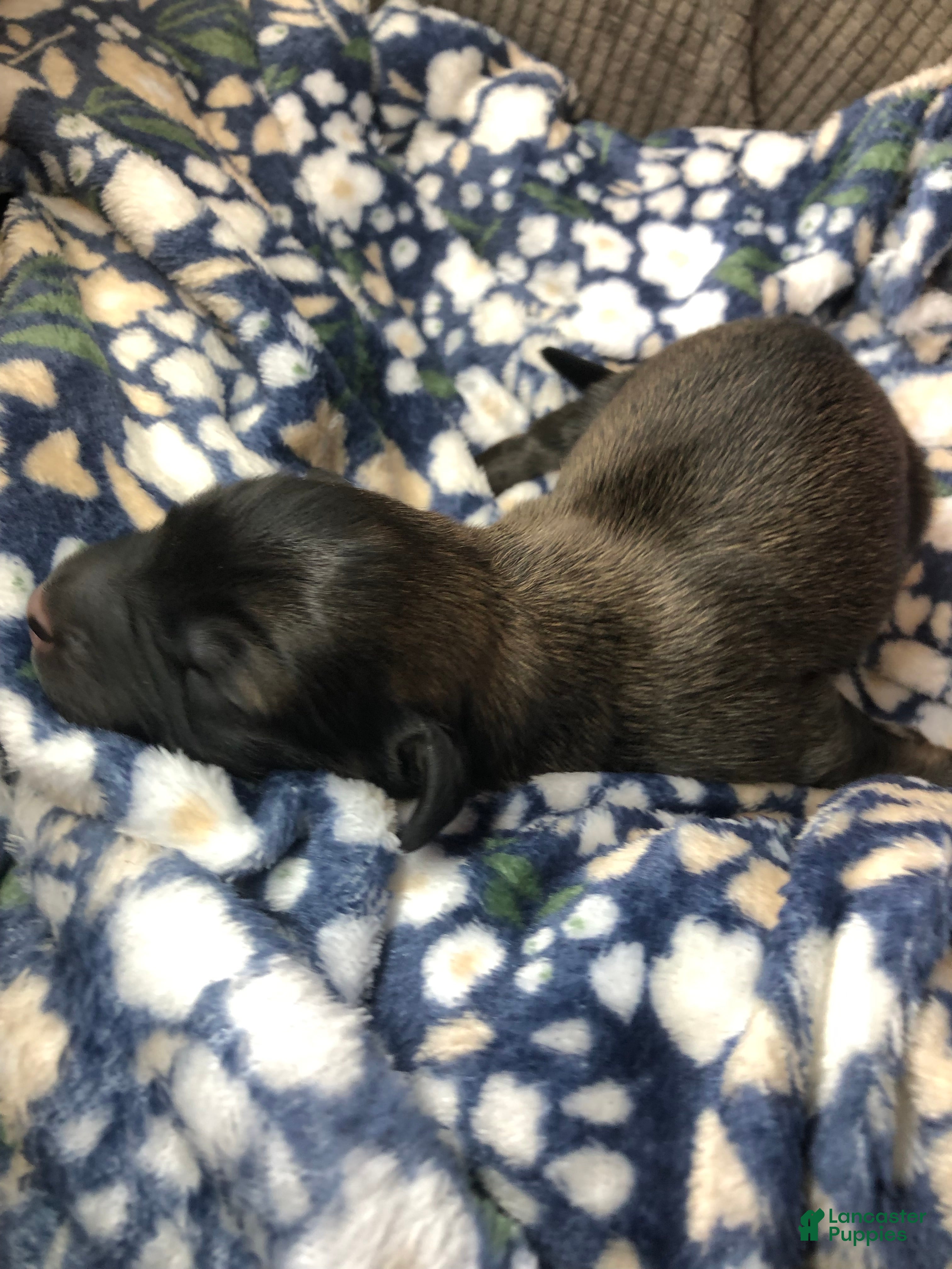 Mixed Breed dogs Male 2 - Ad 28