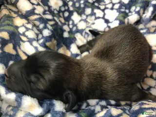 Mixed Breed dogs Male 2 - Ad 28