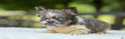 French Bulldog dogs for sale: Laura - Ad 10