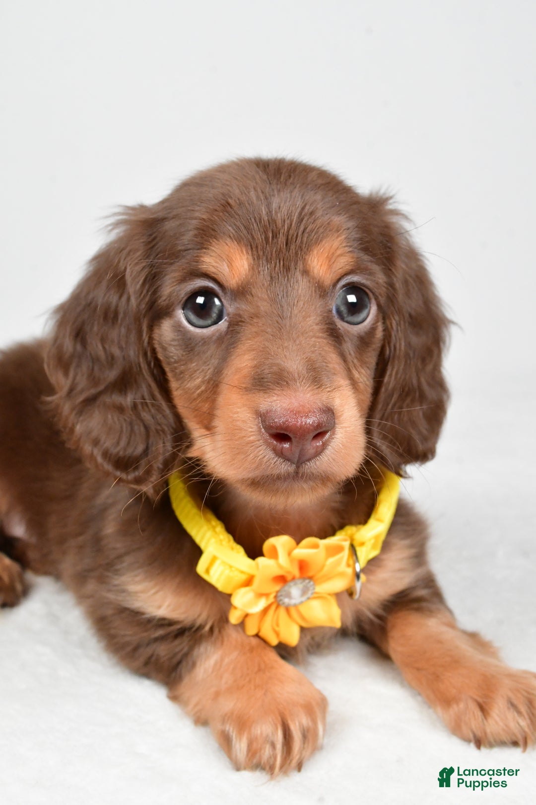 Miniature Dachshund dogs for sale: Amber - Ad 3