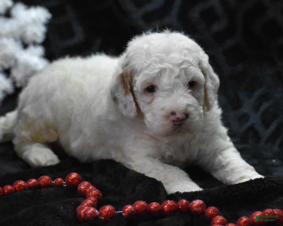 Mini Goldendoodle dogs for sale: Gwendi - Ad 3