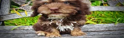 Havapoo dogs for sale: Frisky - Ad 9