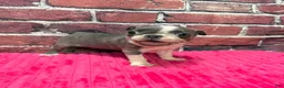 Boston Terrier dogs for sale: Boston Terrier 3 - Ad 5