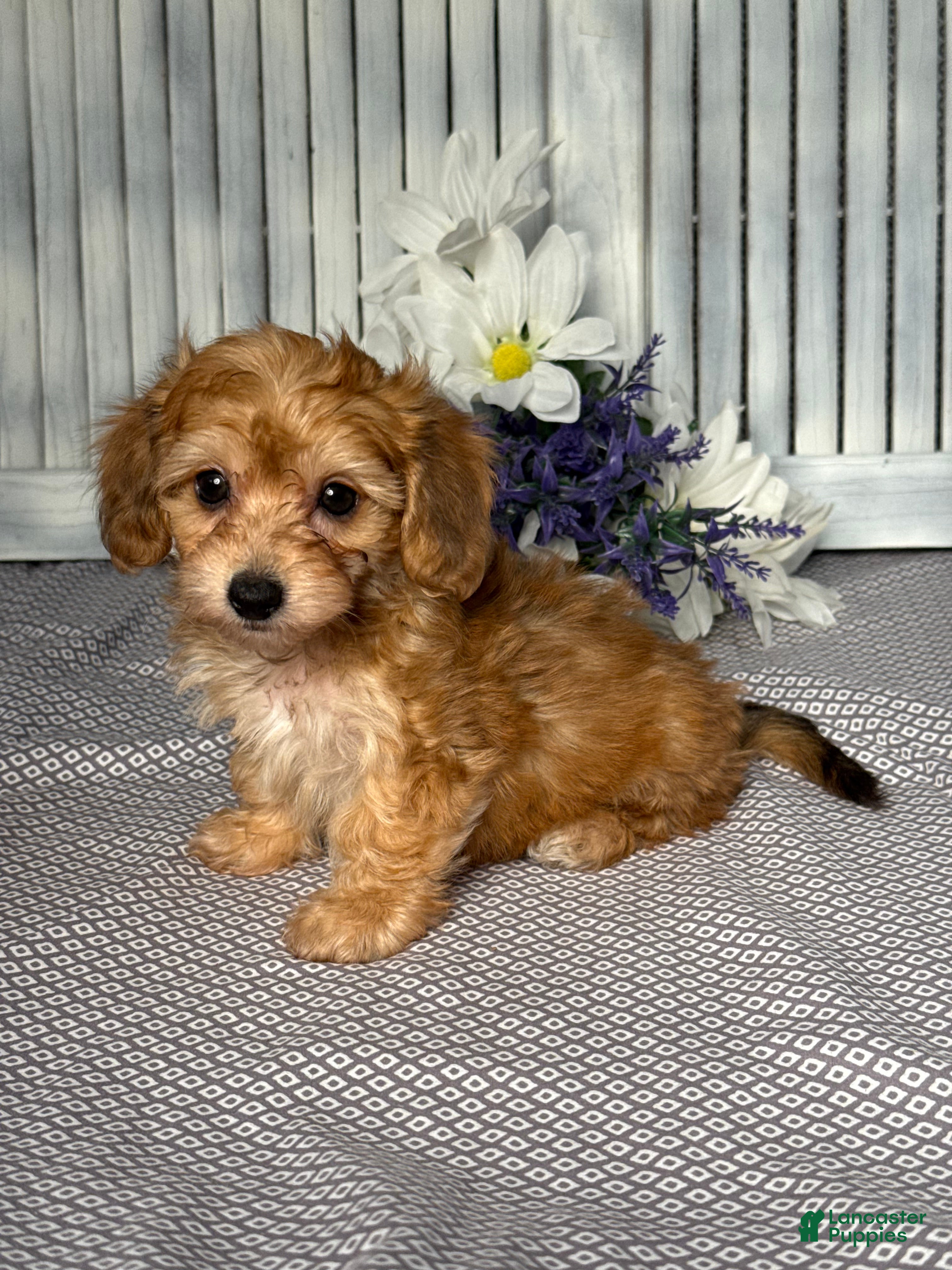 Mixed Breed dogs for sale: Diego - Ad 3