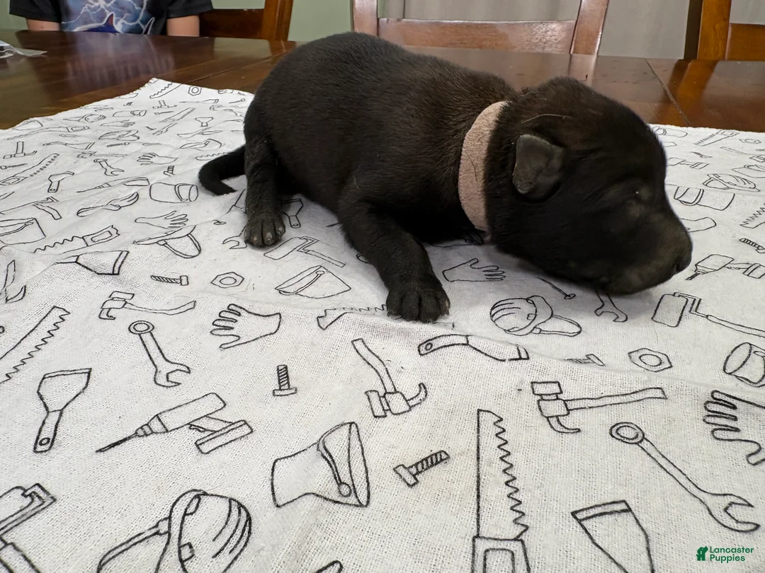 Belgian Malinois dogs for sale: Willow (pink) - Ad 2