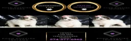 Mini Goldendoodle dogs for sale: Vienna - Ad 6