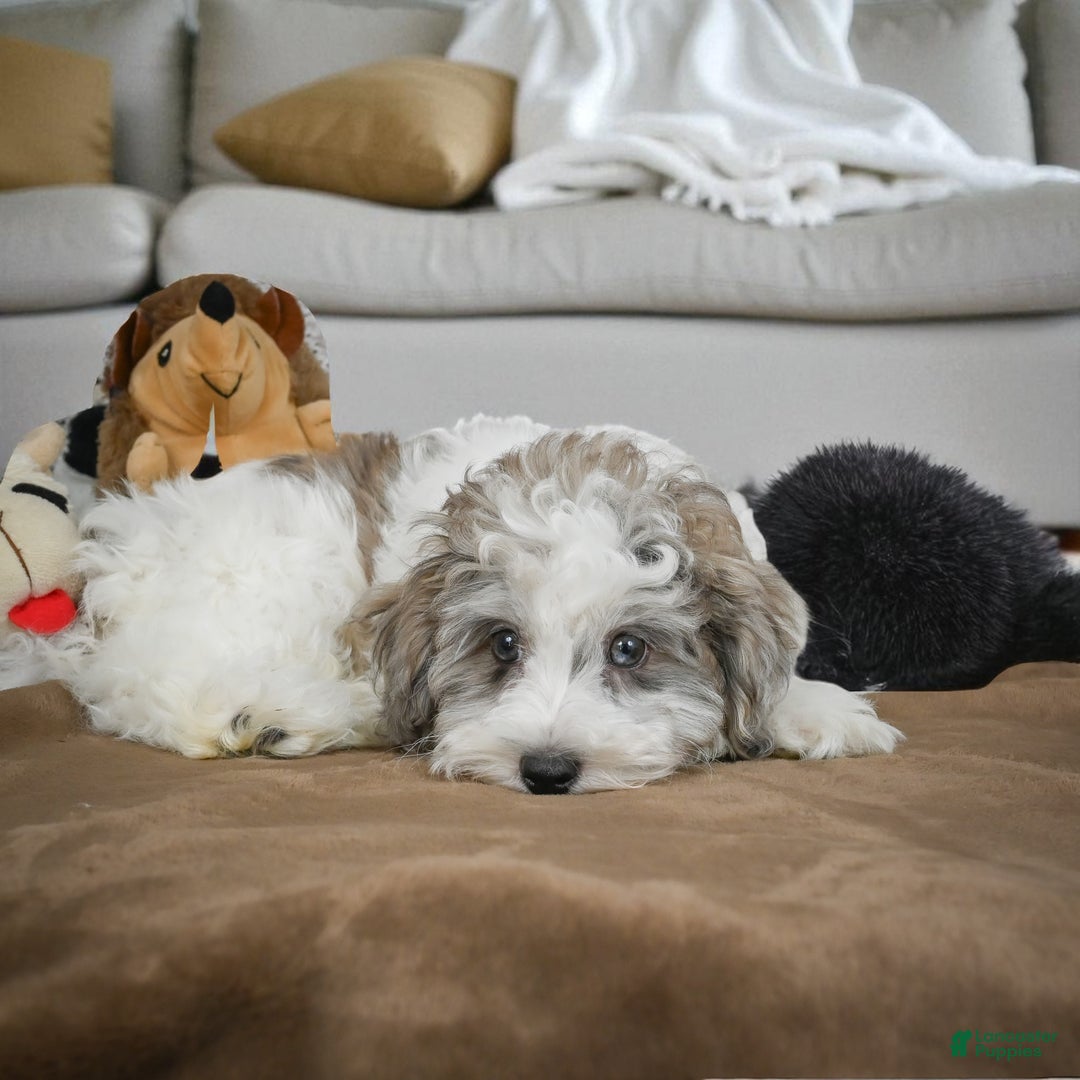 Maltipoo dogs for sale: ROSIE - Ad 3