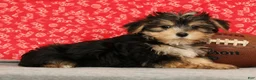 Morkie dogs for sale: Zeke - Ad 4